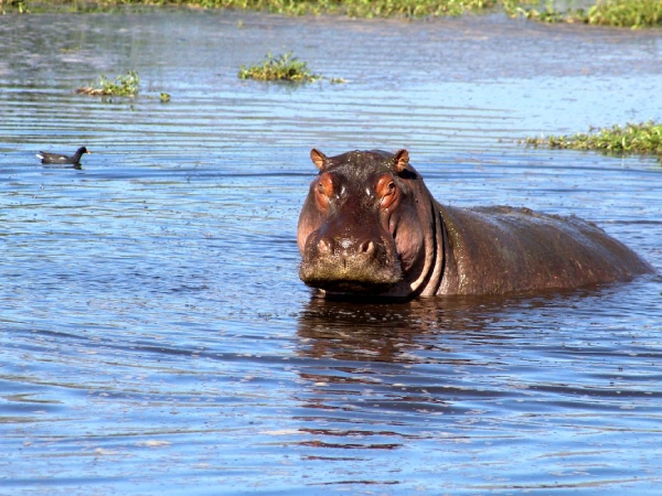 Lake Manyara National Park