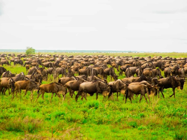 Serengeti National Park