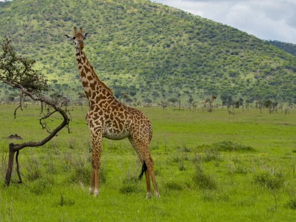 Ngorongoro  Conservation Area