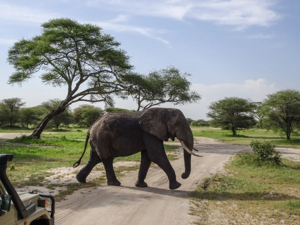 Tarangire National Park