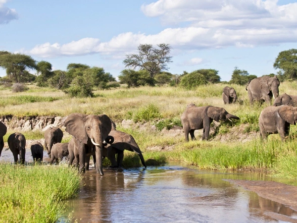 Tarangire National Park 