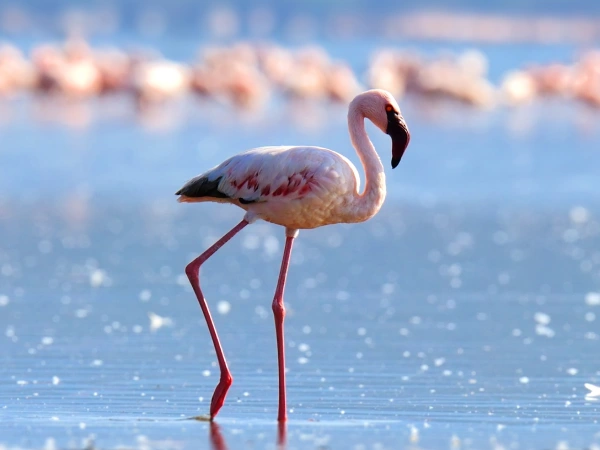 Lake Manyara National Park