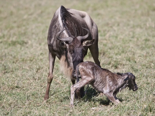 Ngorongoro Ndutu Area