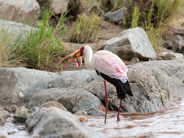 Lake Manyara National Park