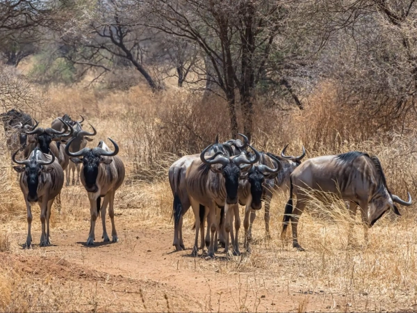 Serengeti National Park